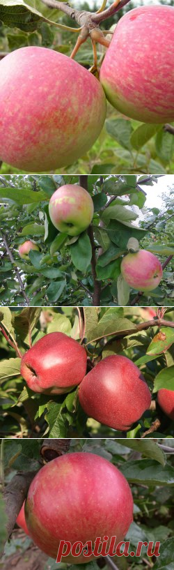 Лучшие сорта яблонь для различных регионов возделывания. Описание, фото - Ботаничка.ru