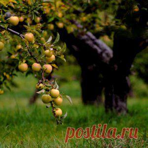 Усадьба | Садовод : 5 важных советов садоводу