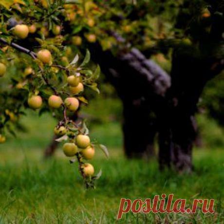 Усадьба | Садовод : 5 важных советов садоводу