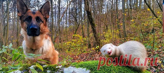 Напоминаем, что сегодня у нас вообще-то День хорька, поэтому делимся архивным материалом про очаровательных пушистых друзей, которые вместе гуляют, спят и делятся друг с другом игрушками 💚