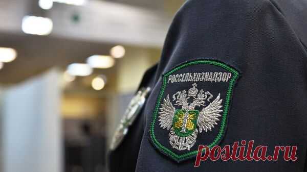 В Челябинской области цирковые львы замерзают в шапито