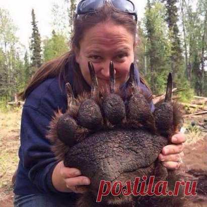 Лапа спящего под транквилизаторами гризли ...