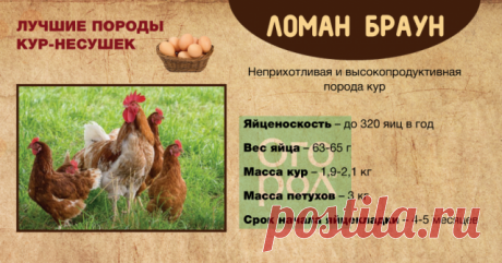 Дачное подворье: лучшие породы кур-несушек для дачи | Полезно (Огород.ru)