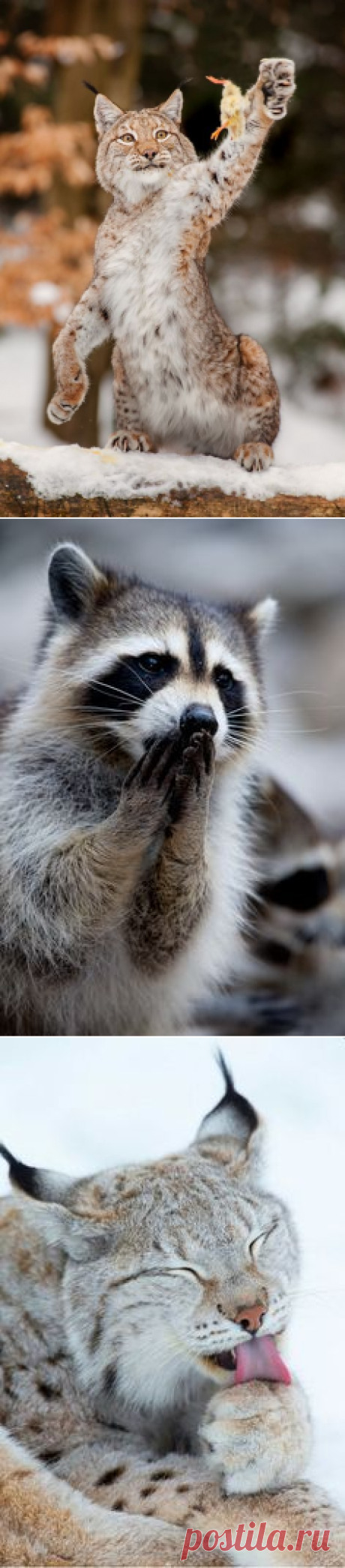 Прическа боб, Осенние листья and Котенок on Pinterest