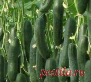 Сажаю огурцы по методу белорусской тётушки - МирТесен