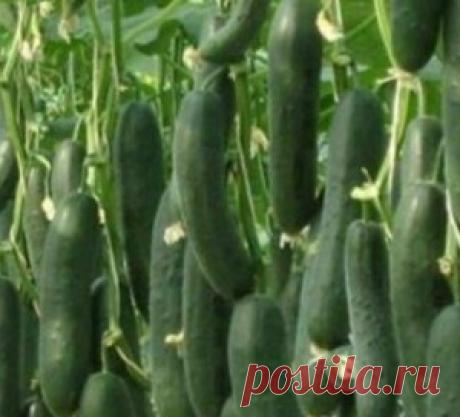 Сажаю огурцы по методу белорусской тётушки - МирТесен
