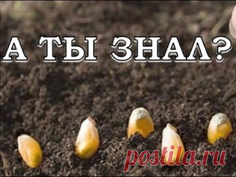 (501) Выращиваем кукурузу шаг за шагом - YouTube