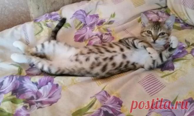 Домохозяин