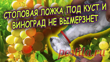 Виноград выращивание и уход осенью. Подкормка винограда осенью для хорошей зимовки и богатого урожая летом. | Роман Буров TV | Дзен