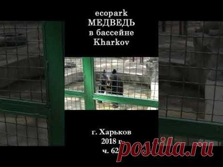 █ ЭкоПарк Харьков ч.62 / МЕДВЕДЬ в бассейне / 2018 г. #shorts