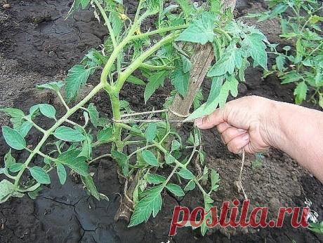 (43) Одноклассники