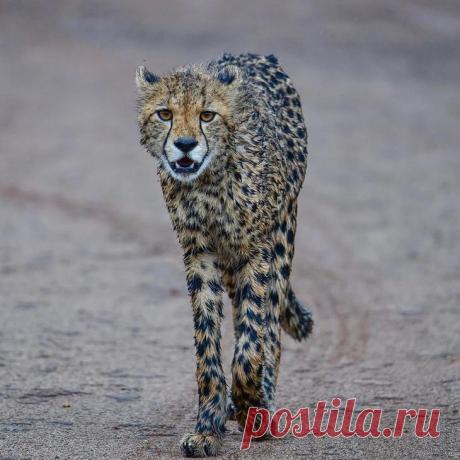 Дикие животные Африки на снимках Стивена Довера