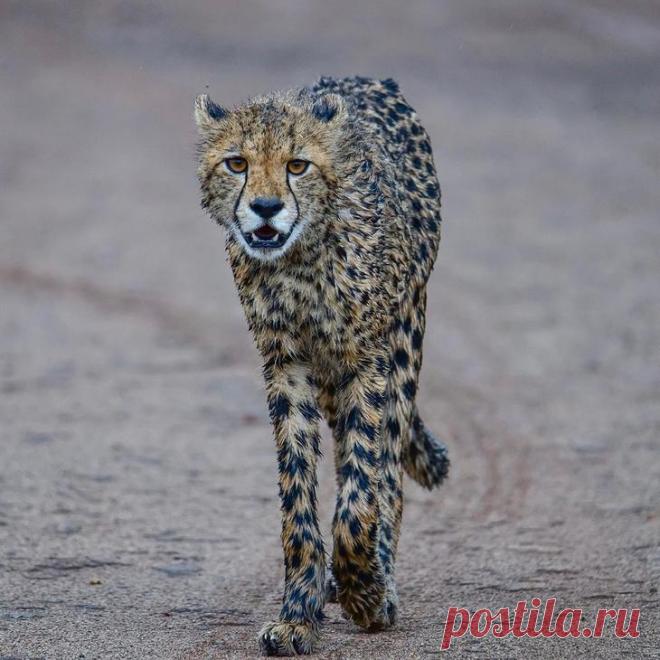 Дикие животные Африки на снимках Стивена Довера