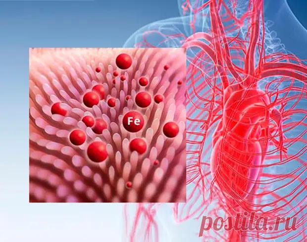 Что делать, если уровень ферритина зашкаливает
Ферритином называют белок, который запасает железо в крови и доставляет его в участки тела, которые в нем особенно нуждаются. Его уровень возрастает при острых и хронических стадиях воспаления, поэтому следует контролировать показатель этого белка.          Железо необходимо для нормального функционирования нашего организма: оно участвует в выработке...
Читай дальше на сайте. Жми подробнее ➡