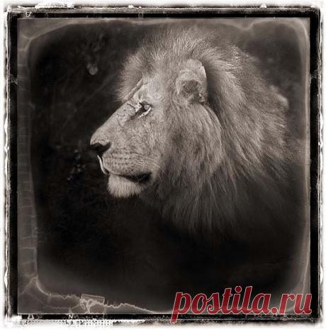 Фото Без названия. Альбом ЦАРЬ ЗВЕРЕЙ - 50 фото. Фотографии ⊰✿⊱ ОЛЬГА ⊰✿⊱.