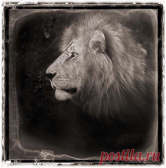 Фото Без названия. Альбом ЦАРЬ ЗВЕРЕЙ - 50 фото. Фотографии ⊰✿⊱ ОЛЬГА ⊰✿⊱.