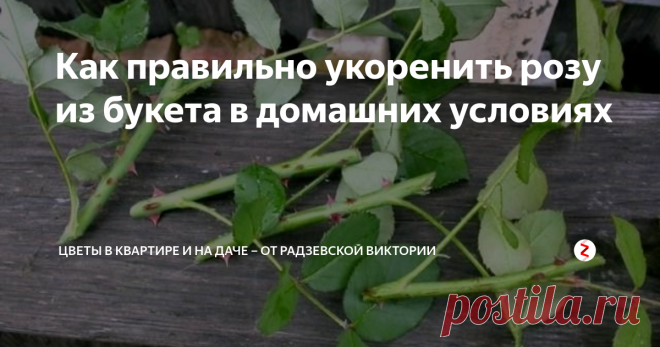 Как правильно укоренить розу из букета в домашних условиях Понравившуюся розу из букета вполне можно посадть дома. Для этого нужно лишь ее правильно укоренить. Расскажу, как правильно укоренить розу из букета в домашних условиях.
