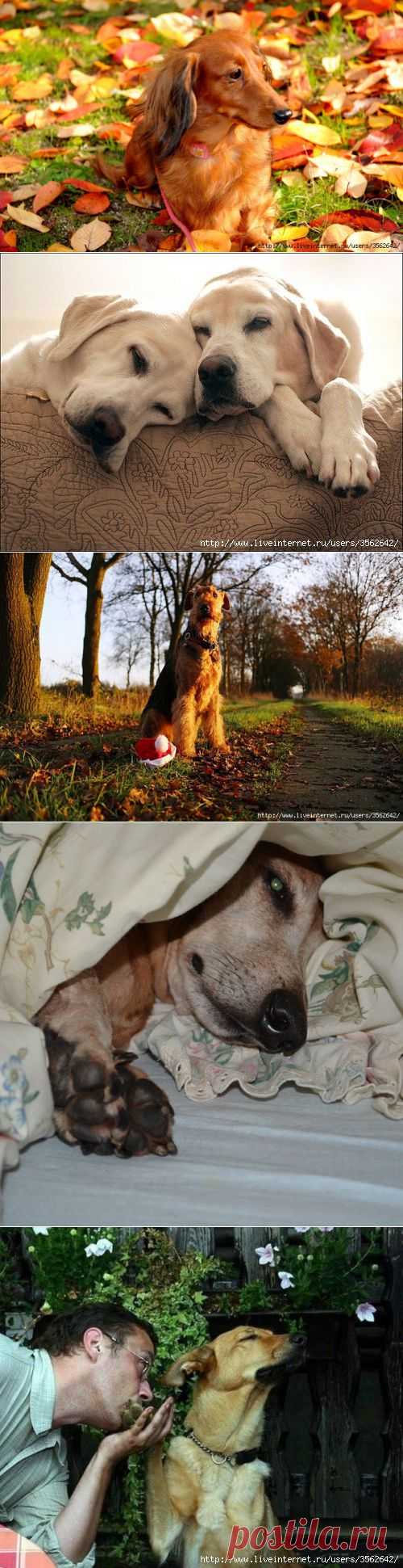 В мире животных
