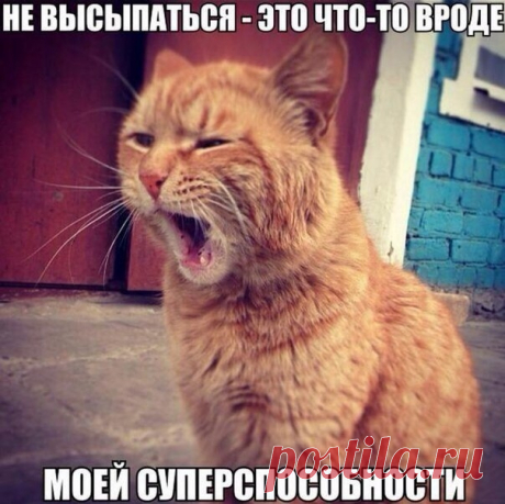 Новый выпуск с котиками - 17 февраля