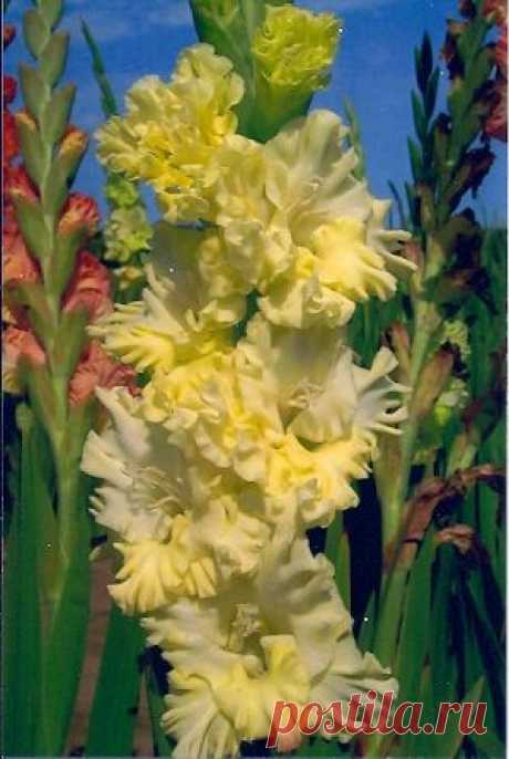forevver yours gladiolus | Heavily ruffled, heavy substance medium yellow. Opens 7-8 with 20 buds ...  |  Найдено на сайте gladiola.com.