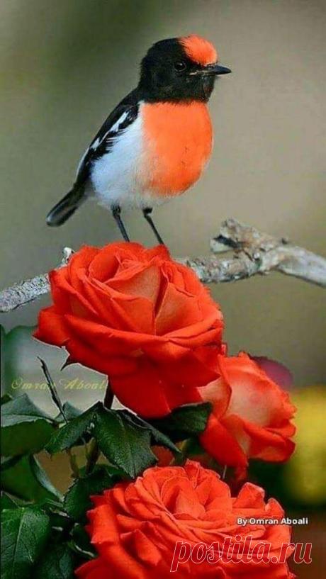 (14) Pinterest