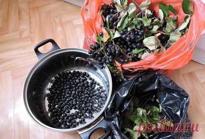Вино из черноплодной рябины в домашних условиях Многие дачники считают черноплодную рябину бесполезным растением, ягоды которого непригодны для виноделия. Пришло время развенчать этот миф. Мы рассмотрим