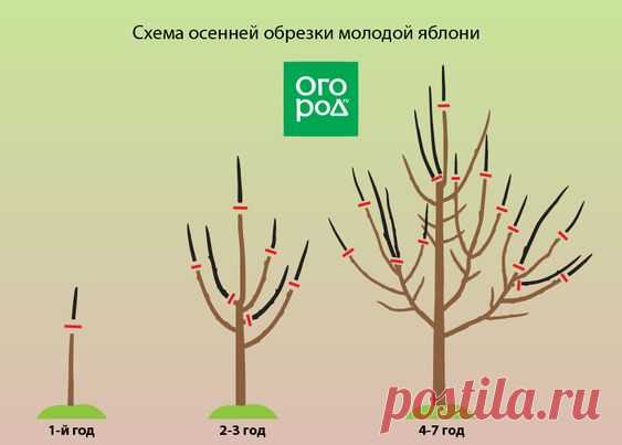 Обрезка яблонь осенью – советы для начинающих в картинках и видео