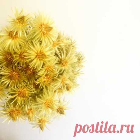 #florist #flowers #flowers #flowerbomb #phylica #gold #style #blooms #bloomtribe #southafrica #natives #natural #texture #art #artists #perthart #perth #perthflorist #perthflowers #floweroftheday #faves #design #designer #deluxe #luxury