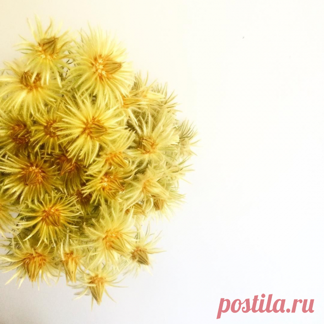 #florist #flowers #flowers #flowerbomb #phylica #gold #style #blooms #bloomtribe #southafrica #natives #natural #texture #art #artists #perthart #perth #perthflorist #perthflowers #floweroftheday #faves #design #designer #deluxe #luxury