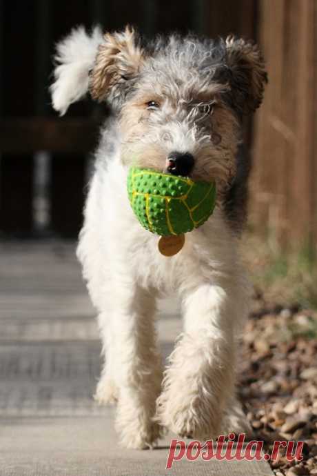 Порода собак фокстерьер