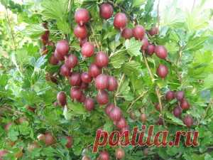 Оздоровление крыжовника кипятком.