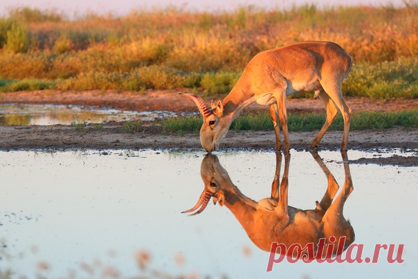 Самец сайгака с первыми лучами солнца пришёл на водопой. Государственный заказник «Степной», Астраханская область. Автор снимка – Андрей Гилёв: nat-geo.ru/photo/user/47969/ Доброе утро!