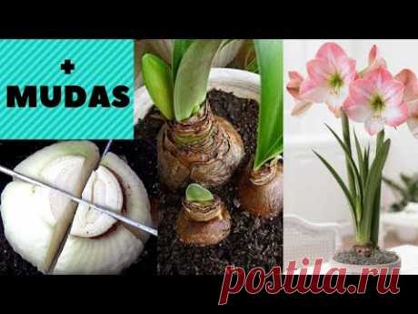 Amarilis , Técnica para produzir mudas mais rápido!