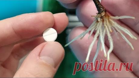 1 ТАБЛЕТКА И ЛЮБОЙ ЧЕРЕНОК С НОГ ДО ГОЛОВЫ В КОРНЯХ! СУПЕР СРЕДСТВО И ПРОСТОЕ!