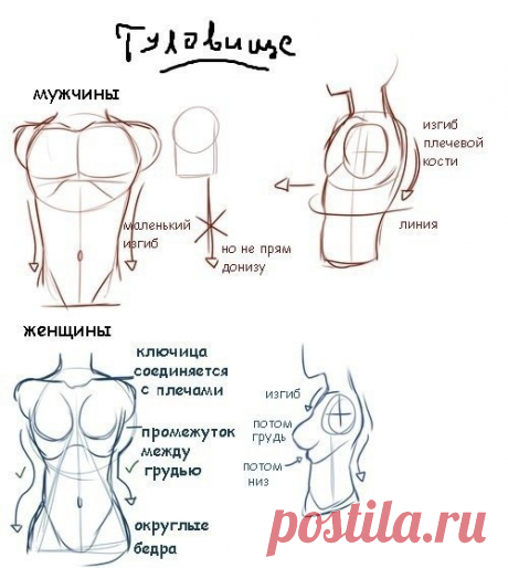 Простые советы по рисованию человеческого тела