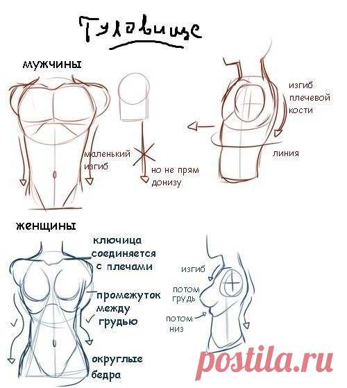 Простые советы по рисованию человеческого тела