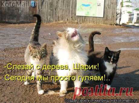 Не бойся,Шарик. | KotoMail.ru