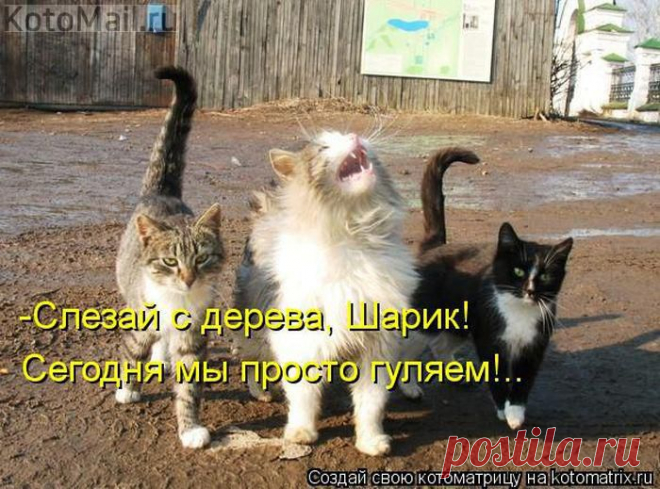Не бойся,Шарик. | KotoMail.ru