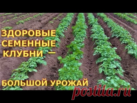 Как оздоравливают картофель? От начала до результата.