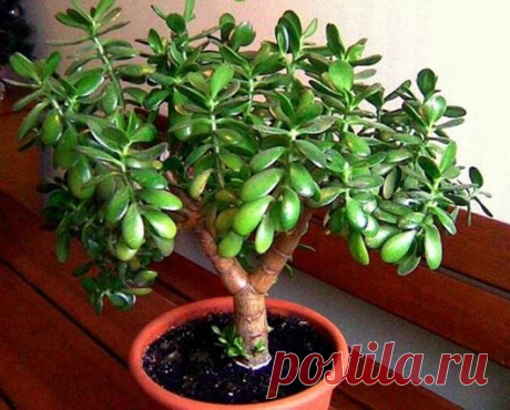 ДЕНЕЖНЫЕ ДЕРЕВЬЯ... | Познавательный сайт ,,1000 мелочей&quot;