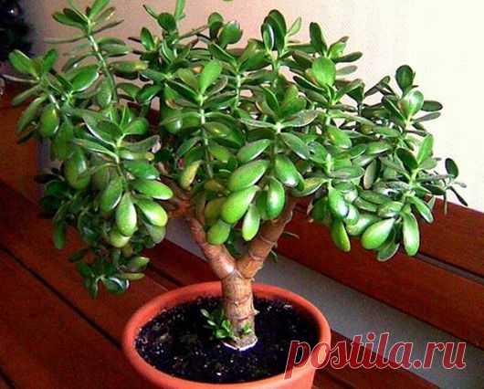 ДЕНЕЖНЫЕ ДЕРЕВЬЯ... | Познавательный сайт ,,1000 мелочей"