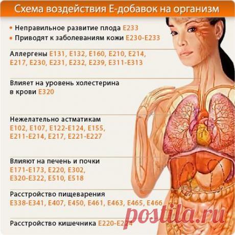 Схема воздействия Е-добавок на организм
Сохраните себе на стену!