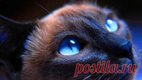 Почему нельзя долго смотреть в глаза кошкам