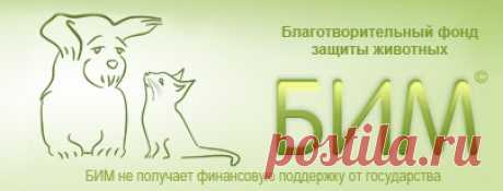 Как и чем правильно кормить котят и кошек