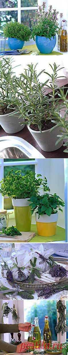 Как вырастить пряные травы на подоконнике? | GreenHome