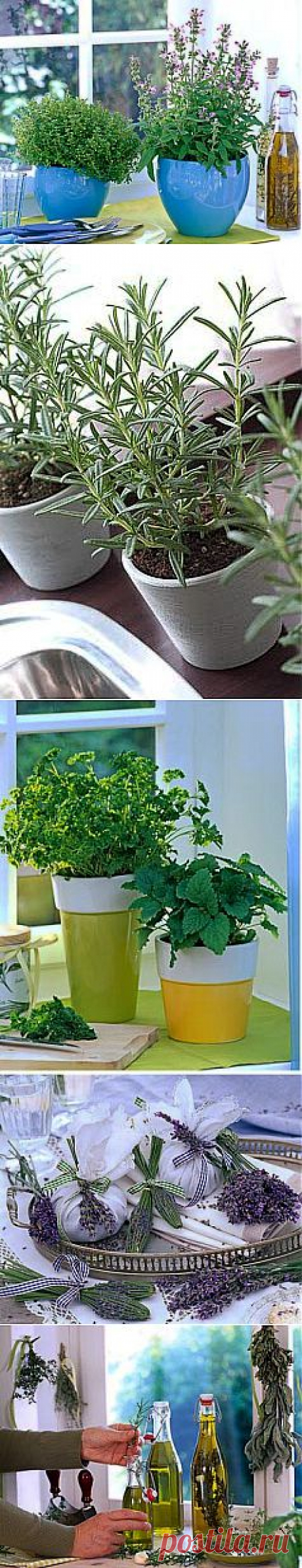 Как вырастить пряные травы на подоконнике? | GreenHome