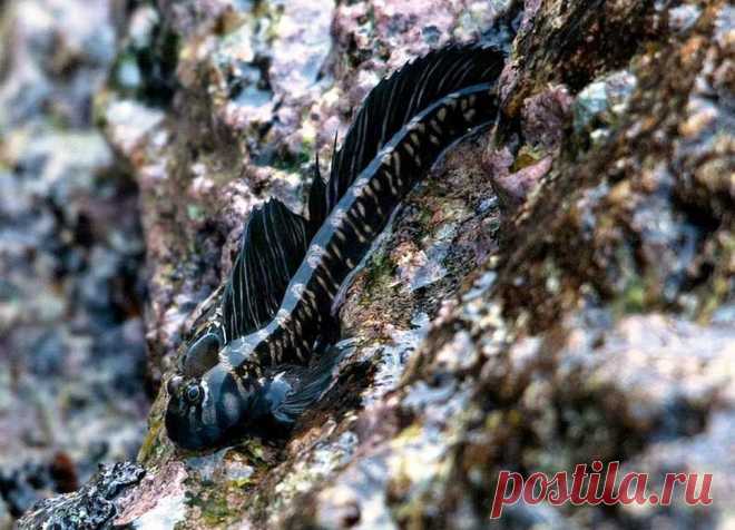 Алтикус морской - Рыбы Красного моря     
Морской алтикус, Alticus saliens (Лат.) 
Размер – до 10 см 
Глубина от 0 до 2 м. 
     Обитают в расщелинах в известняке кораллов в приливных зонах. Они очень активны в середине прилива, с помощью раскрывающихся плавников они отпугивают конкурентов и привлекают партнеров противоположного пола. Несмотря на то, что они должны оставаться влажными, чтобы дышать, морские собачки способны дышать воздухом. 
Питаются в основном водорослями.