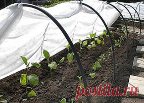 Парник «Подснежник»