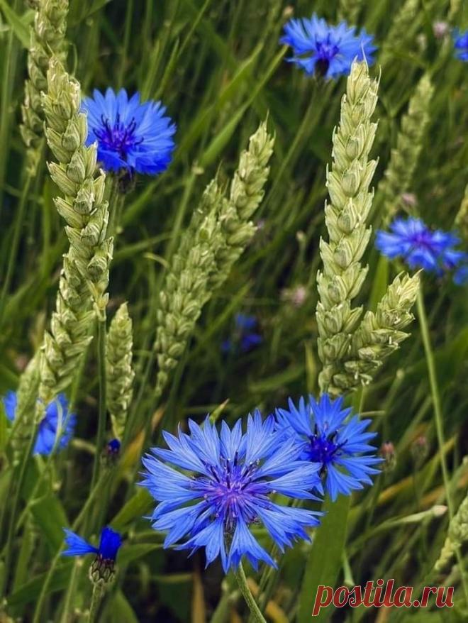 Пин на доске яРОМАШЕЧКИ