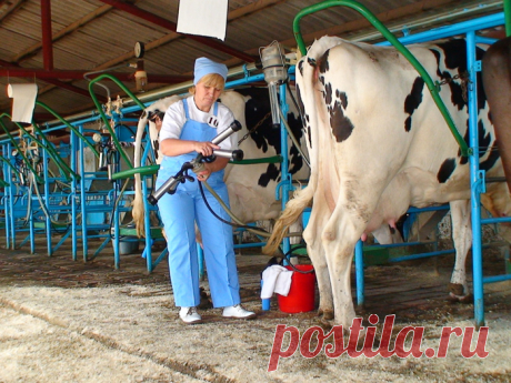 ДОЙКА КОРОВ